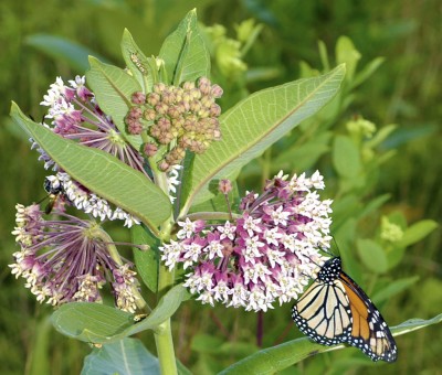 Close-up image of a butterfly on a milkweed.