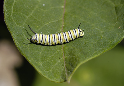Close-up image of a caterpillar on a milkweed.