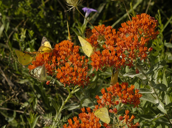 A lot of butterflies on a milkweed.