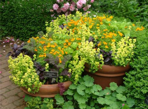 Herbs in a container.