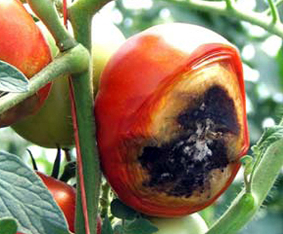 Blossom-end rot on tomato. Photo: Rebecca Finneran, MSU Extension.