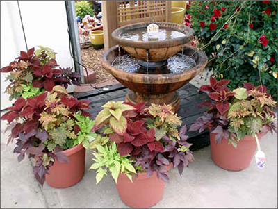 Coleus and sweet potato vine