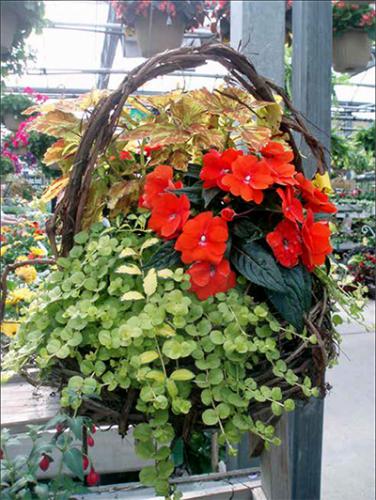 grape vine basket of new guinea impatiens