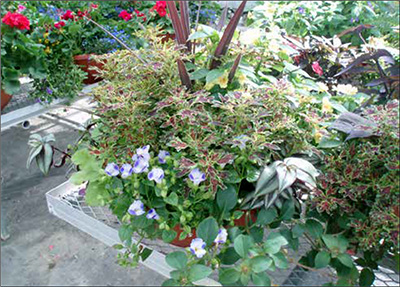 torenia, geranium, and some other plants