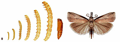 Sod webworm life stages from egg to adult. David Shetlar, OSU