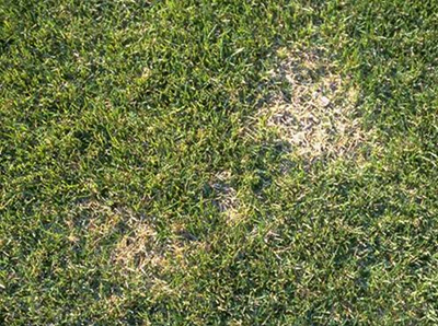 Sod webworm damage