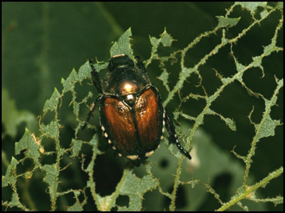 Adult Japanese beetle.