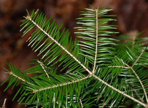 Balsam fir