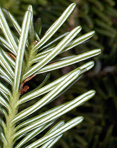 Balsam fir