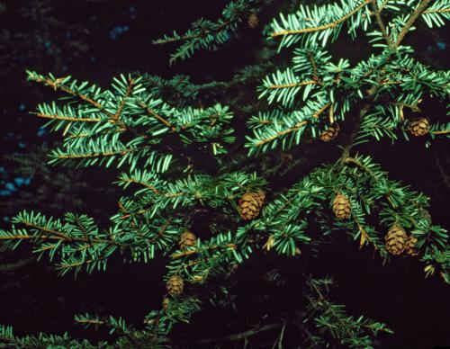 Healthy memlock tree. Photo by USDA Forest Service - Northeastern Area, Bugwood.org