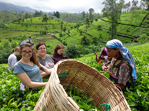 Plucking tea from field