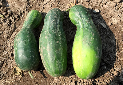 Deformed cucumbers