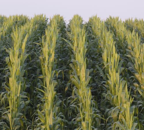 Penner's technology has helped increase the market demand for and value of corn.