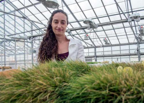 Emily Merewitz, MSU turfgrass researcher