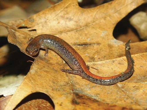 Red-backed salamander