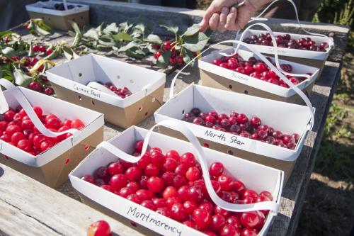 Cherries for sale