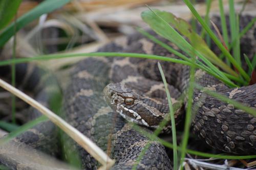 An eastern massasauga rattlesnake
