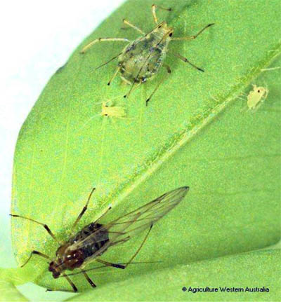 Foxglove aphid.