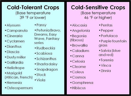 Cold-tolerant graph