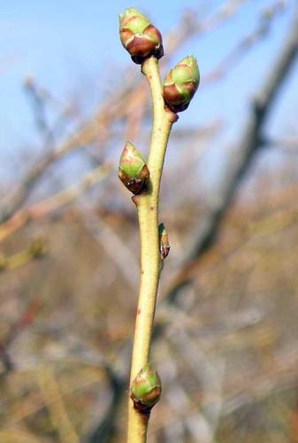 Swollen buds