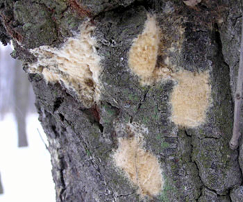 Gypsy moth egg mass