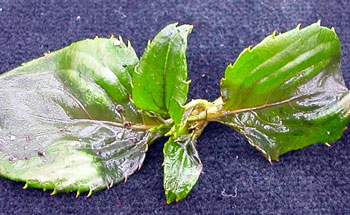 Cold damage to New Guinea impatiens