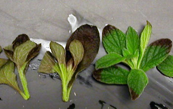 Cold damage to heliotrope