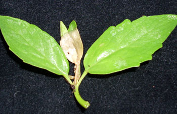 Cold damage to agastache