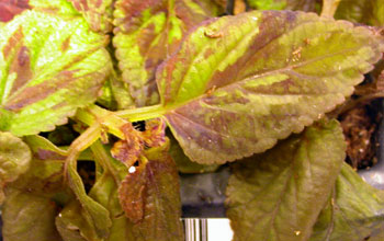 Cold damage to coleus