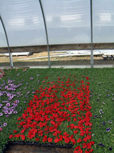 Flowering delay. Flowering delay.