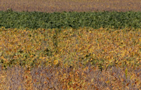 Soybean field