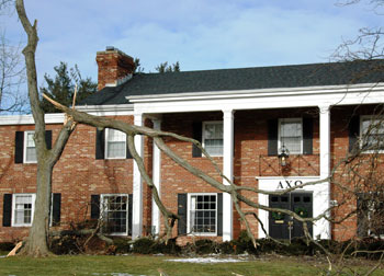 Large fallen limb