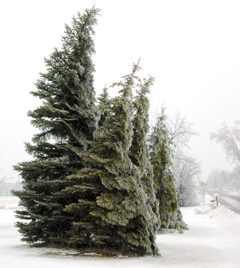 Spruce trees