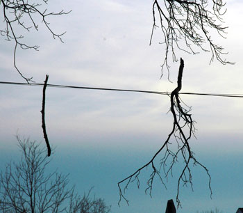 Limbs in utility lines