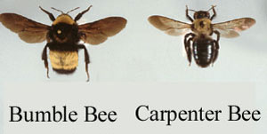 Carpenter Bees Another Home Wrecker Msu Extension
