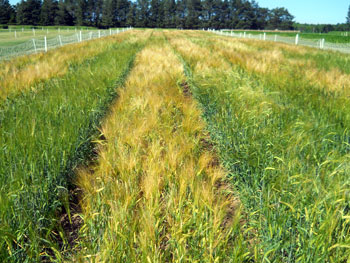 Malting barley variety trial