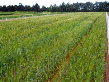 Malting barley variety trial