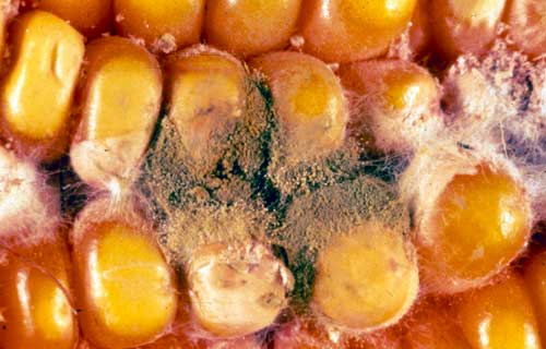 Aspergillus ear rot Aspergillus ear rot