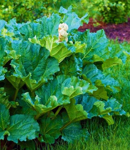 Renewing old rhubarb plants - MSU Extension