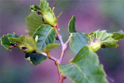 Leaf distortion and gall formation