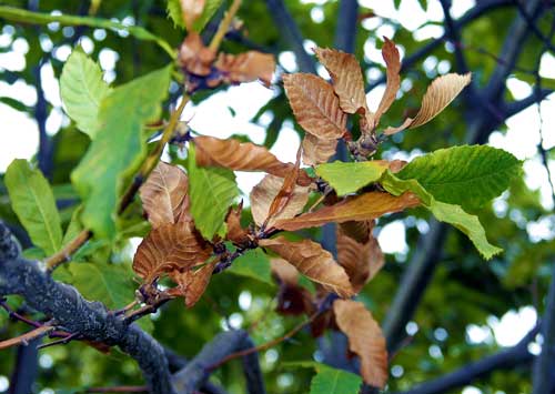 Shoot damage and dead leaf retention