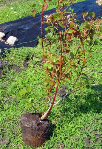 Blueberry root