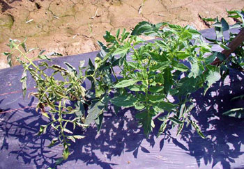 TSWV-infected tomato plant