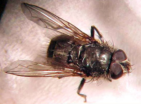Adult cluster fly