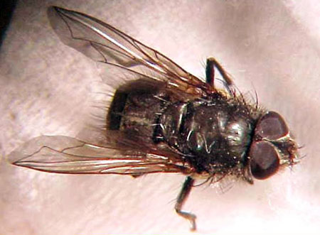 Cluster flies: A fall invader that lives up to its name - MSU Extension