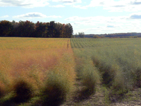 Asparagus Fern