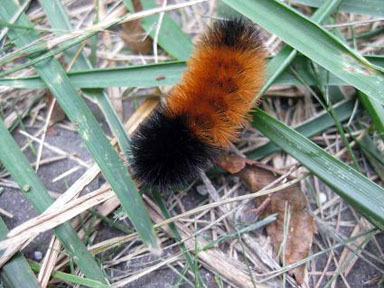 Wooly bear