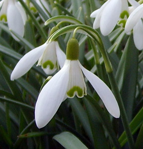 snowdrop