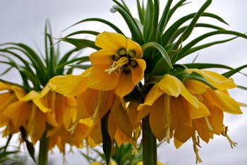 fritillaria