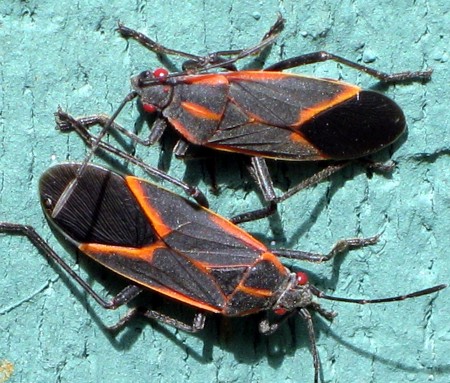 Boxelder bugs